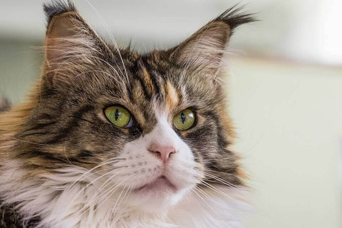 maine coon cat Good Appetite