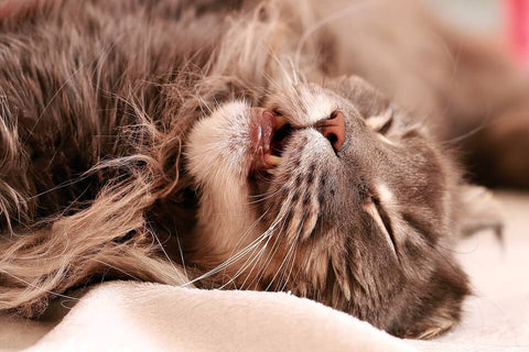 maine coon cat water lover