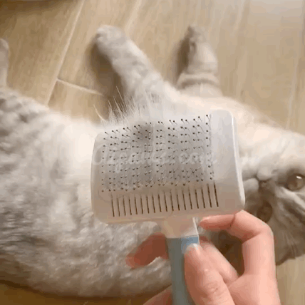 use your slicker brush to brush your cat from head to tail