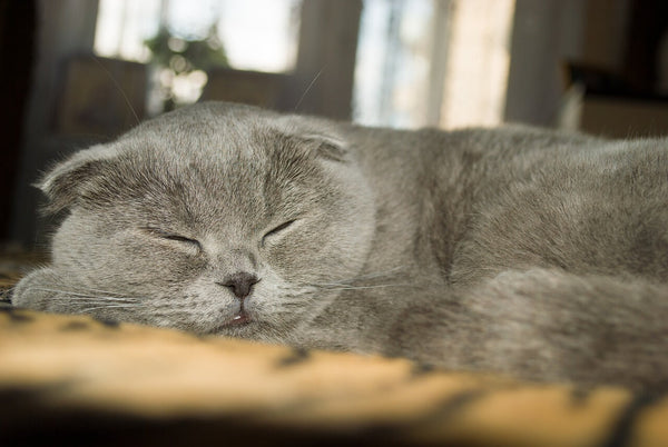 russia blue scottish fold cat fold ear kitten sleeping