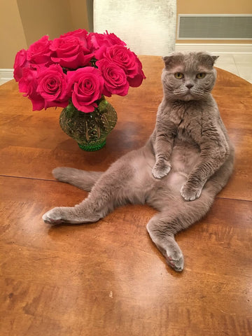 scottish fold cat russian blue seat like a human