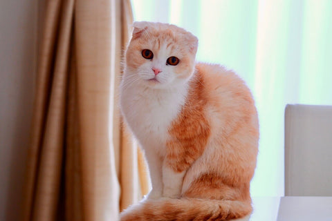 scottish fold ear cat seat in front of window