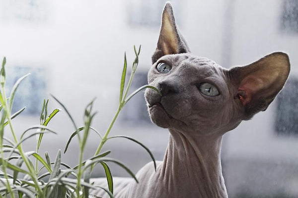 sphynx cat care