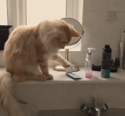 cat knocking things off the table gif