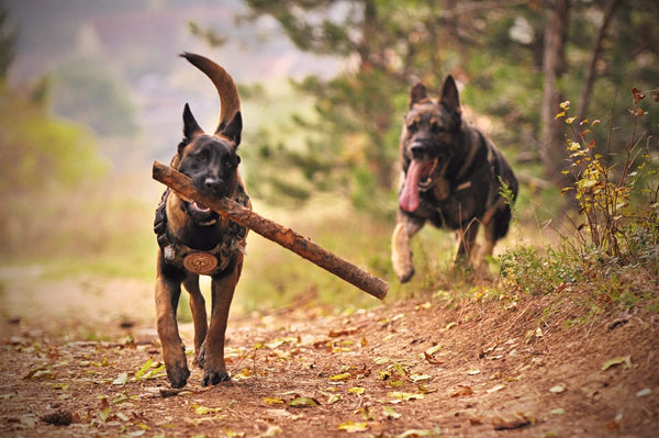two German shepherd dogs