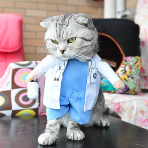 Japanese Guy Creates Intricate Anime Costumes For His Cats  UNILAD