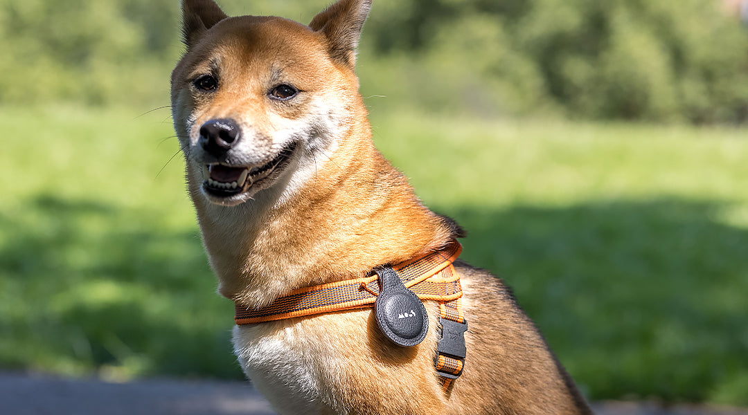 Shiba inu dog wearing a Mous AirTag case on an orange harness