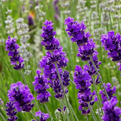 English Lavender with Purple Petals