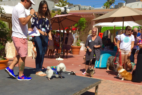 Laguna Beach Pet Parade 2016