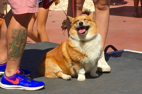 Laguna Beach Pet Parade 2016