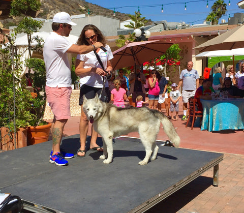 Laguna Beach Pet Parade 2016