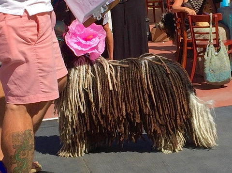 Laguna Beach Pet Parade 2016