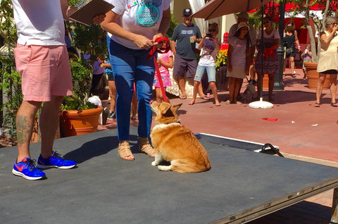 Laguna Beach Pet Parade