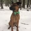 Green dog bow tie wedding holiday christmas pet collar