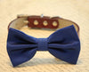 Royal blue bow tie brown dog collar 