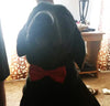 Red dog bow tie