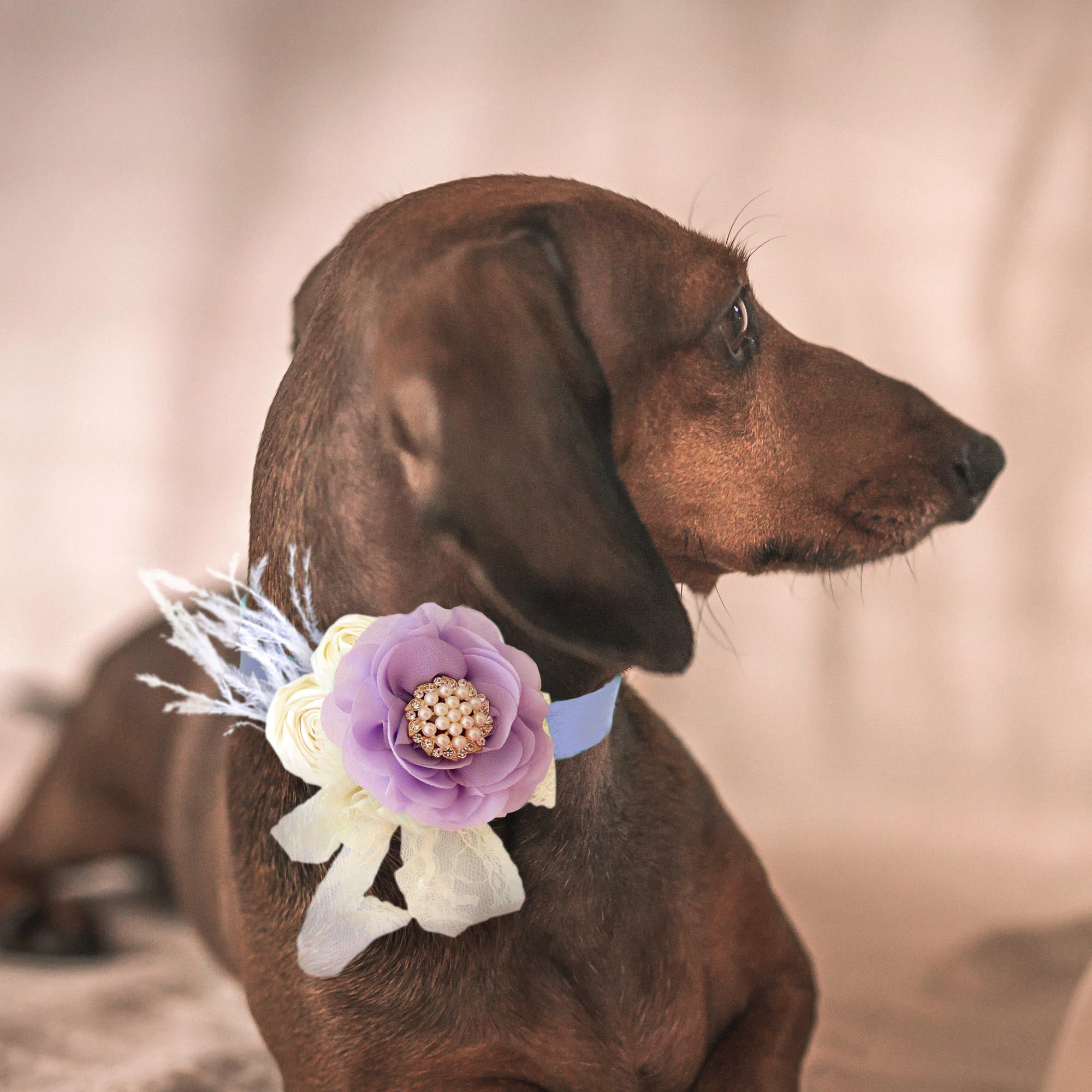 Lavender Flower dog collar, Handmade pearl beaded feather flower leather collar, Dog ring bearer pro