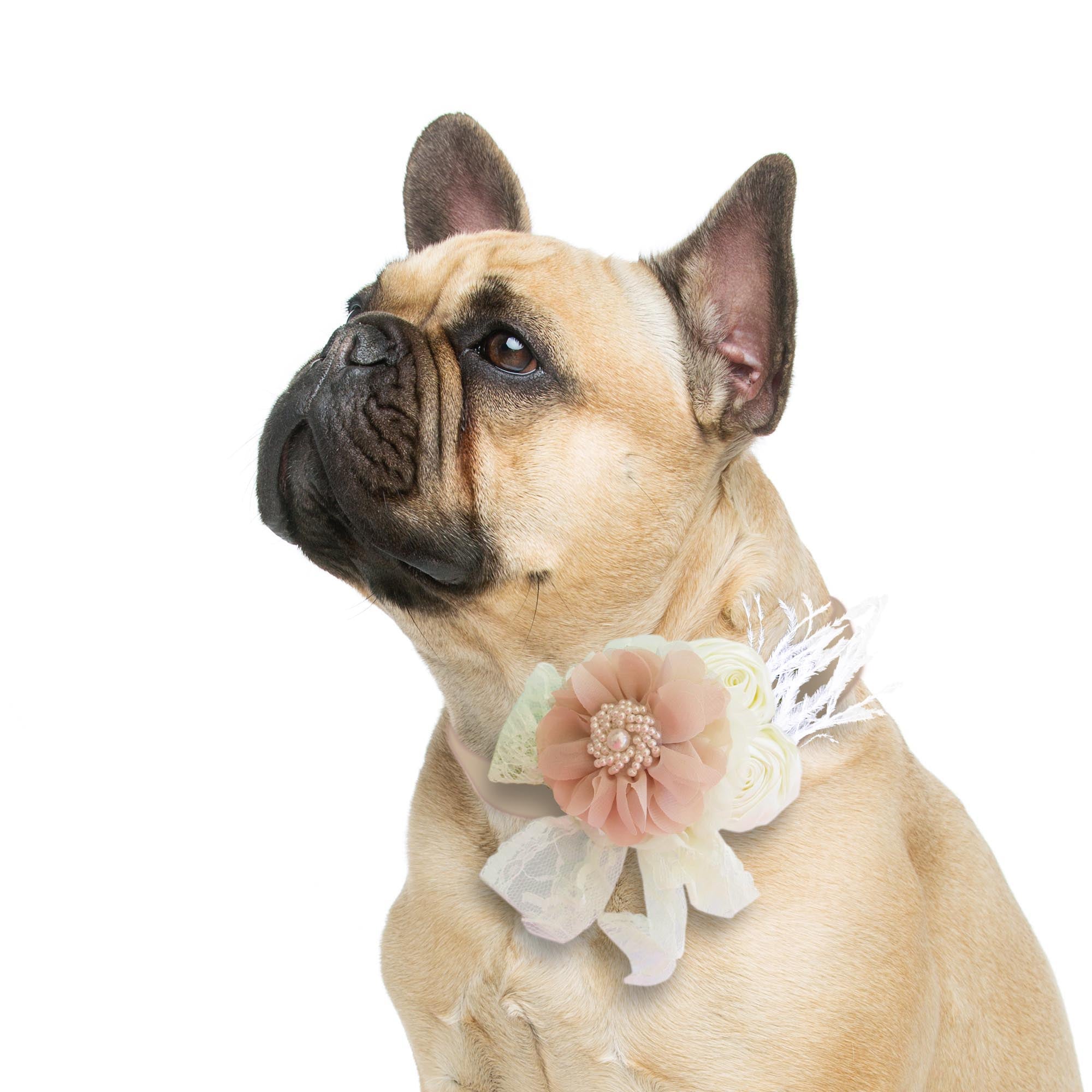 Champagne Ivory Flower dog collar, Handmade Pearl feather flower leather collar, Dog ring bearer pro