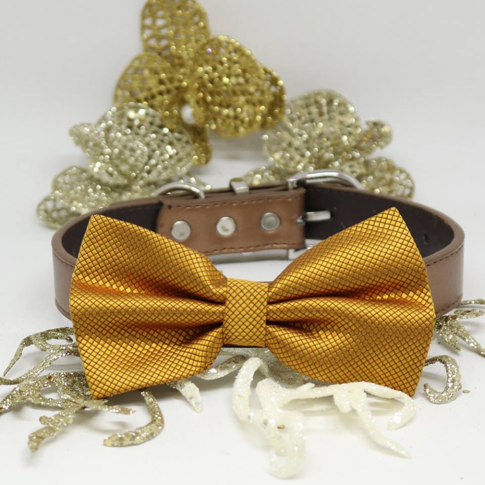 gold dog bow tie