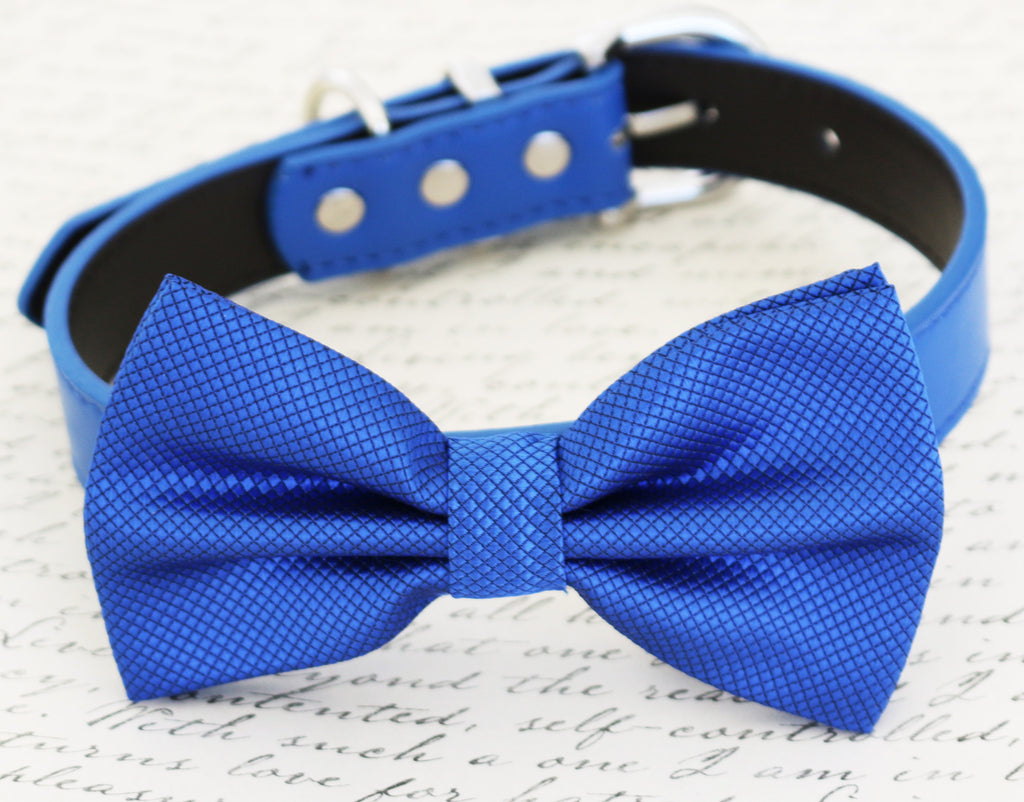 Bow tie,Bow attached to blue dog collar 