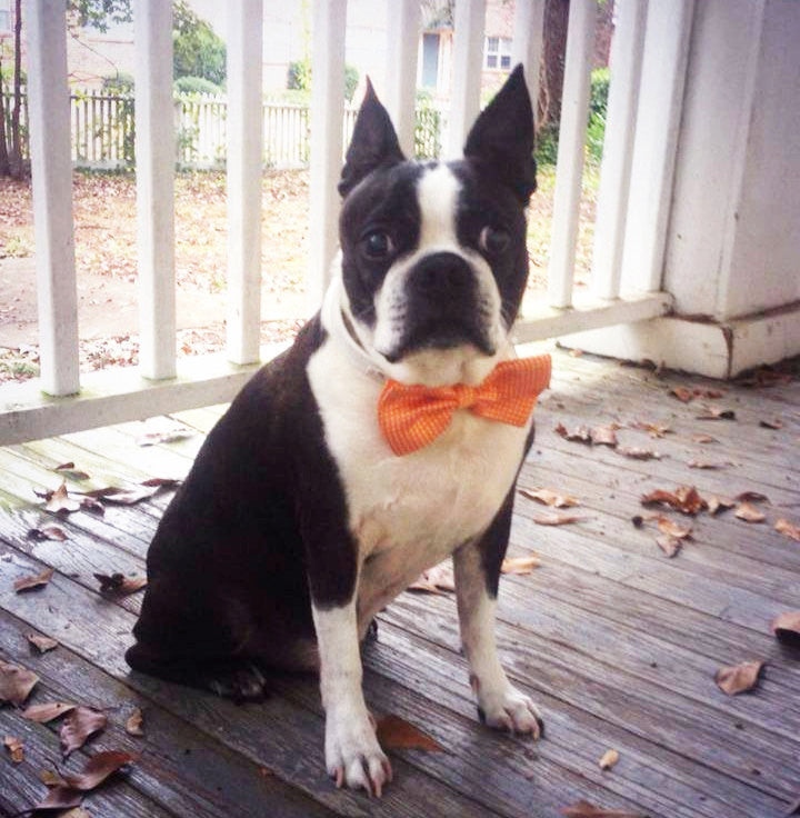 thanksgiving bow tie for dogs