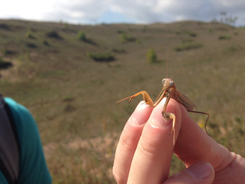 Praying mantis at the sand dunes