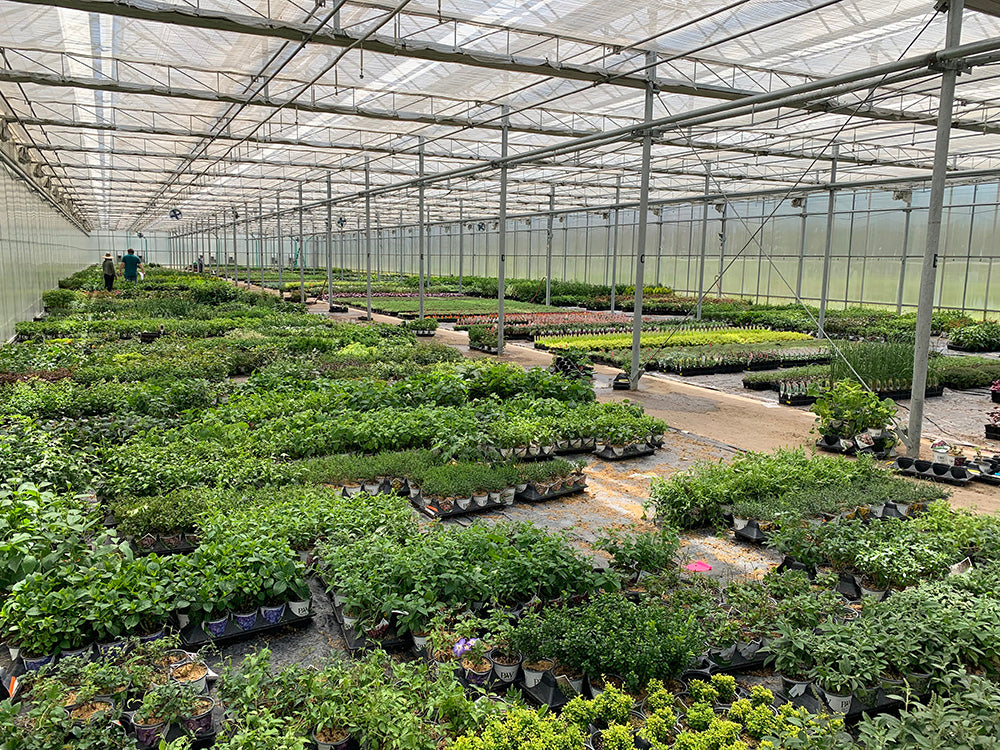 Our greenhouse, full of plants for gardeners who order online