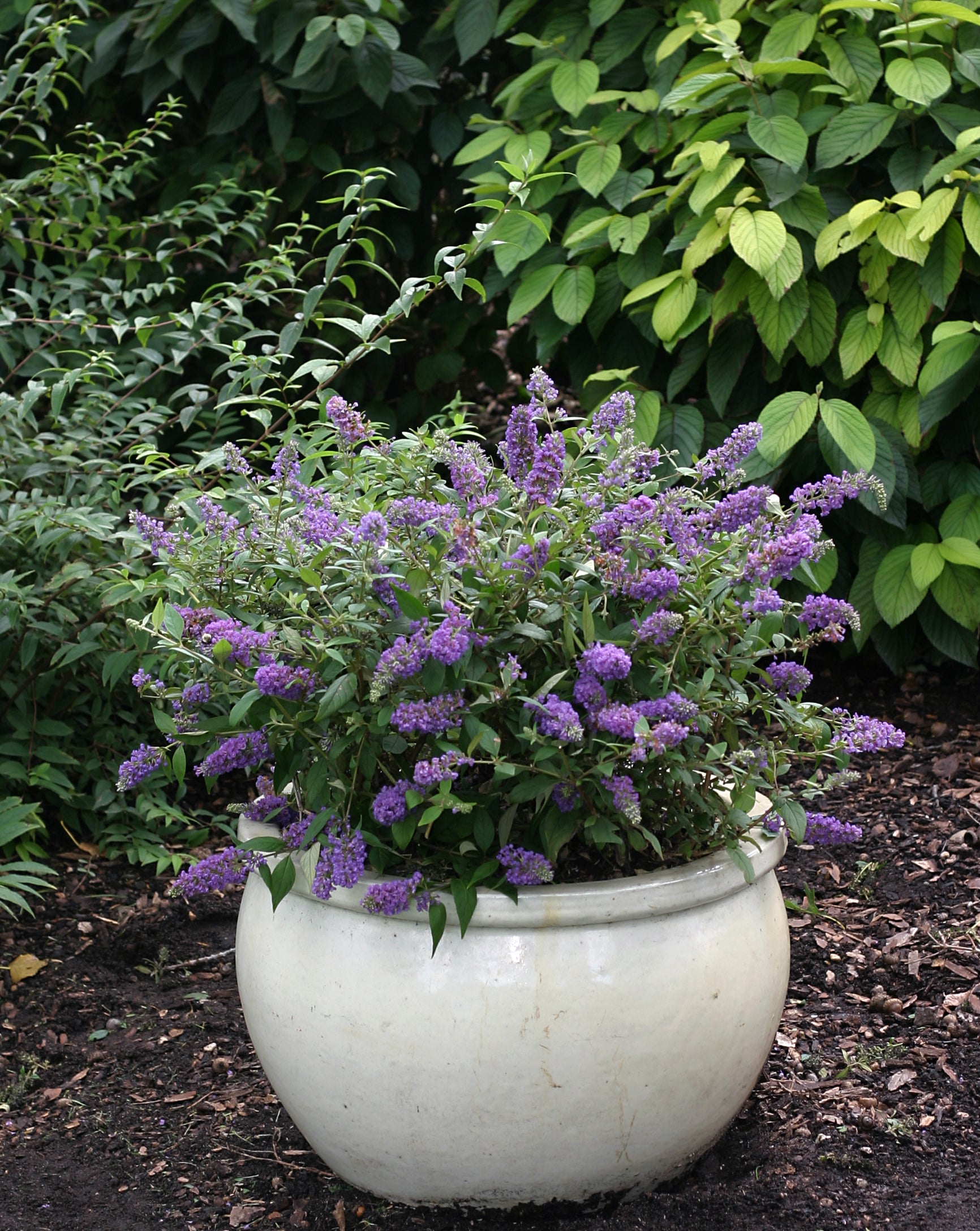 Image of Lo and Behold Butterfly Bush in a pot