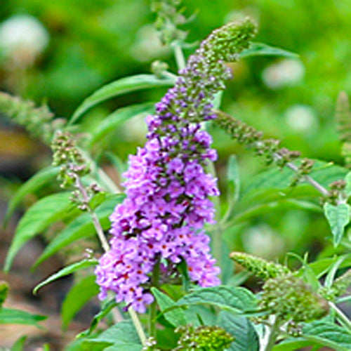Image of Lo and Behold Butterfly Bush Close-Up