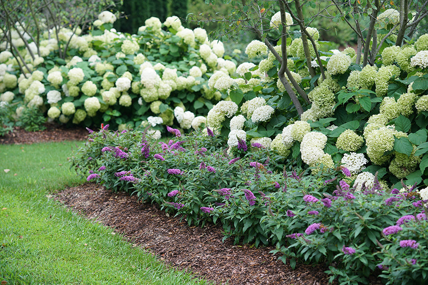 Image of Periwinkle hydrangea bush with white flowers