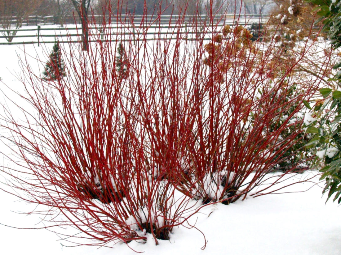 Three Arctic Fire Red dogwood shrubs in a winter landscaping showing their bright red stems