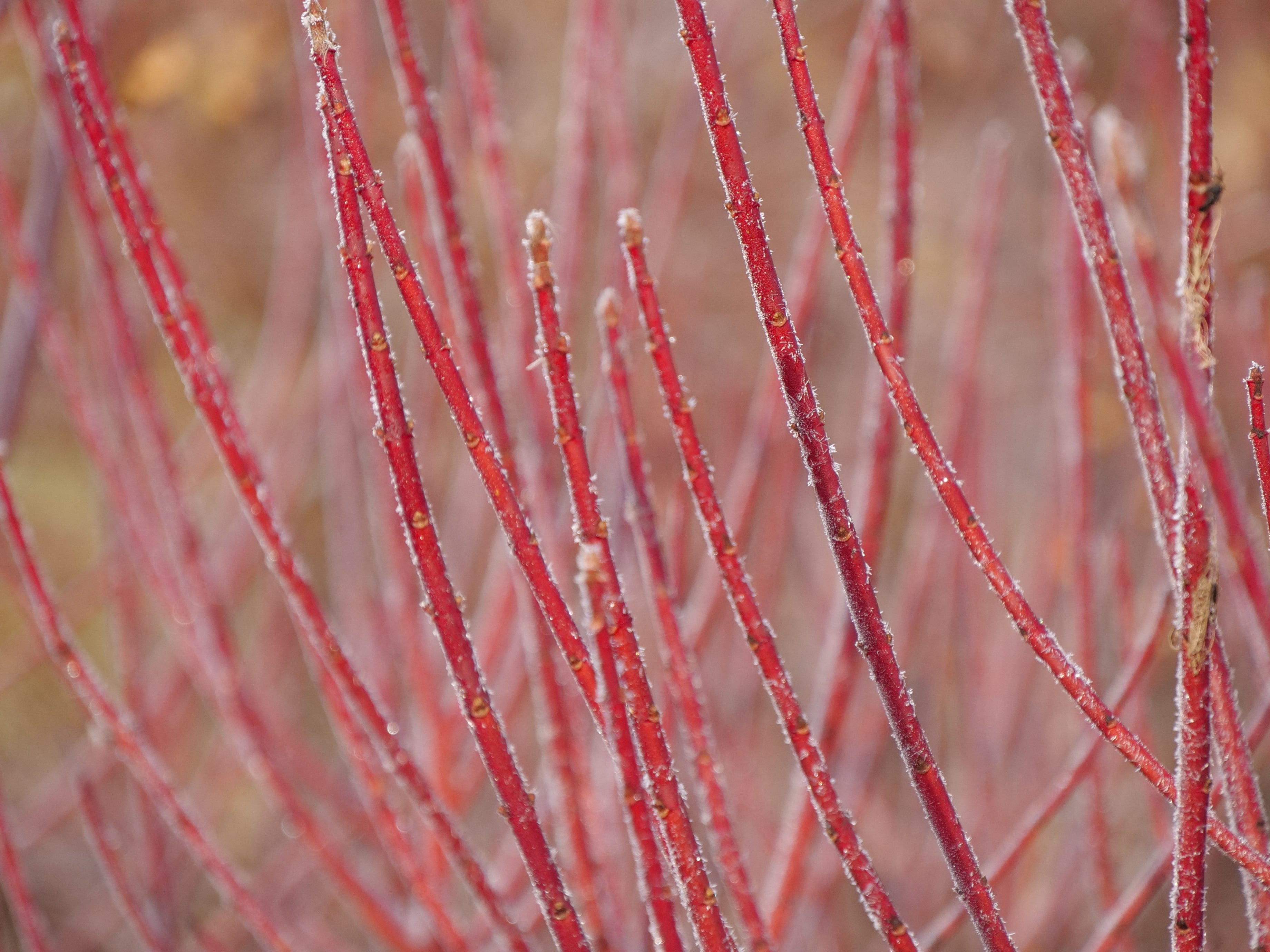 Cornus Arctic Fire® - Red Red-Twig Dogwood – ButterflyBushes.com