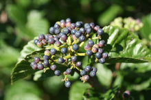 Load image into Gallery viewer, A closeup of the maturing blue fruit on All That Glows viburnum