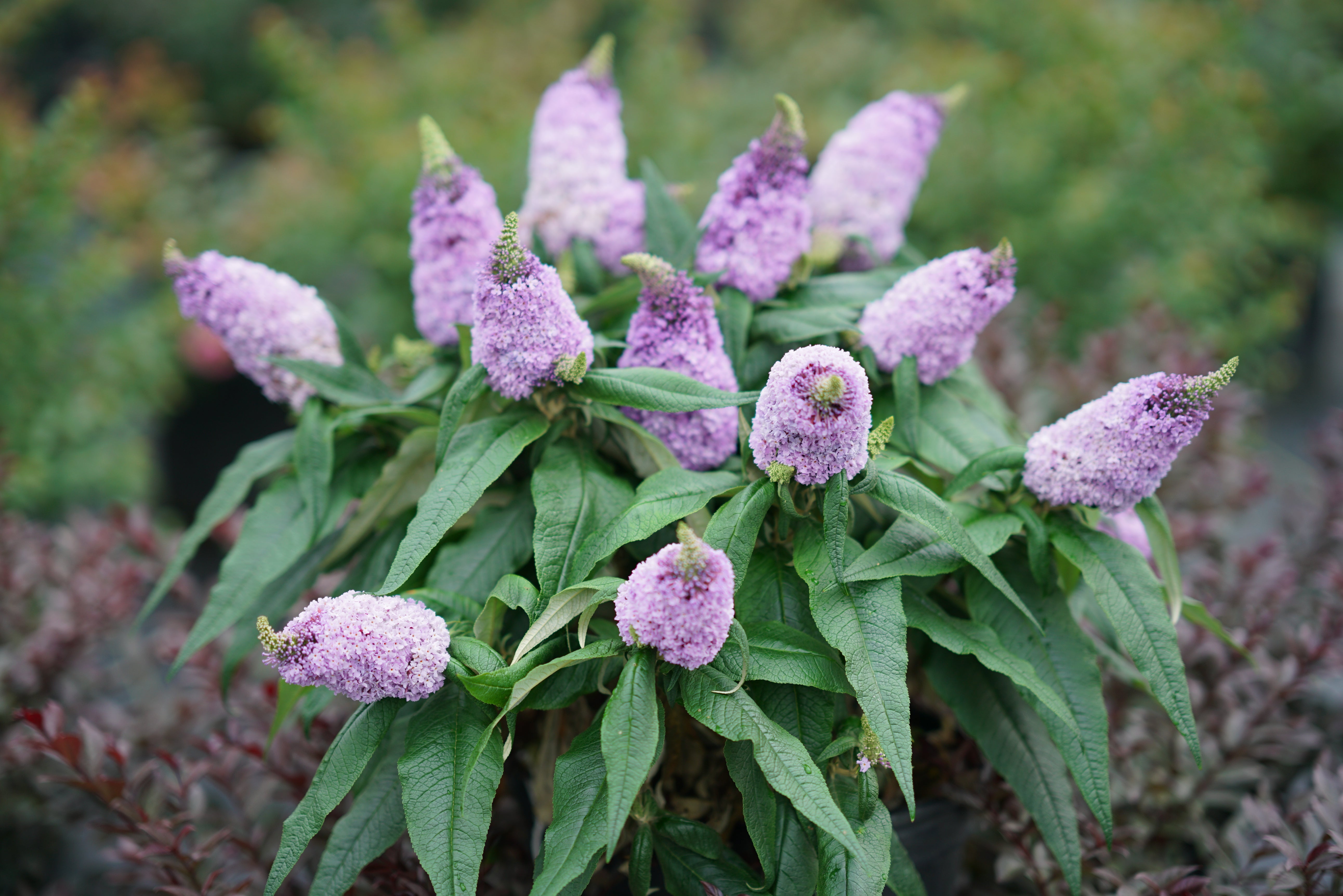 Pugster Amethyst Butterfly Bush Butterflybushes Com