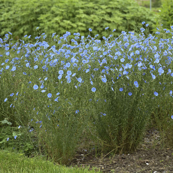 Image of Big Blue flax plant
