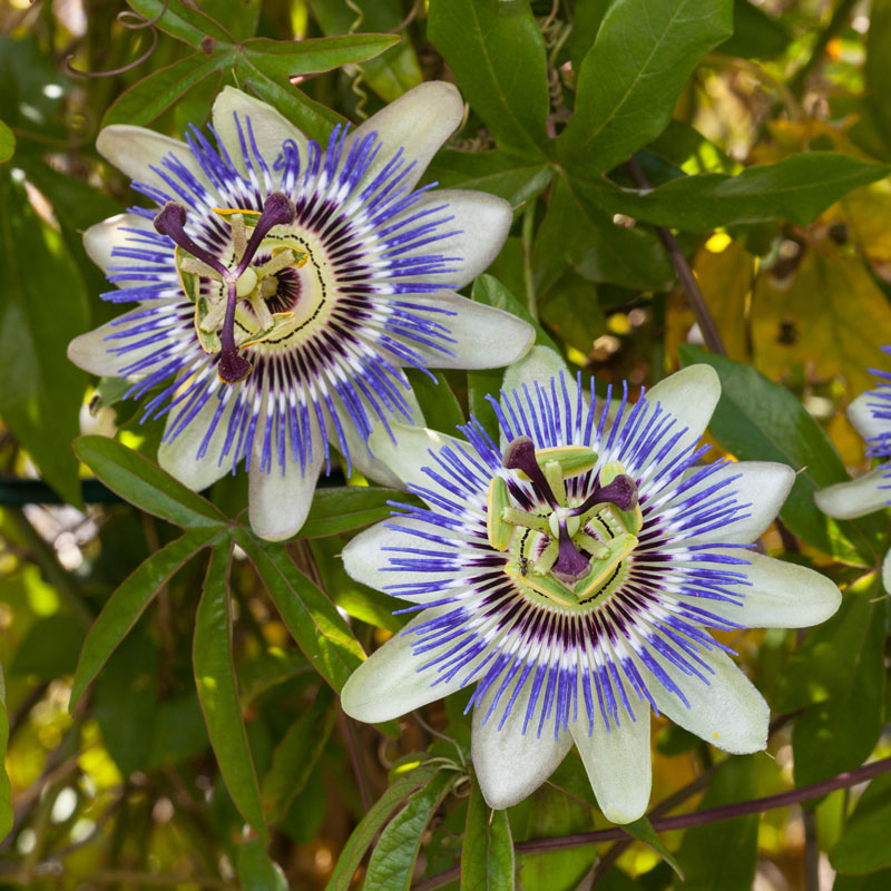 Blue Passion Flower Passiflora Caerulea Butterflybushes Com