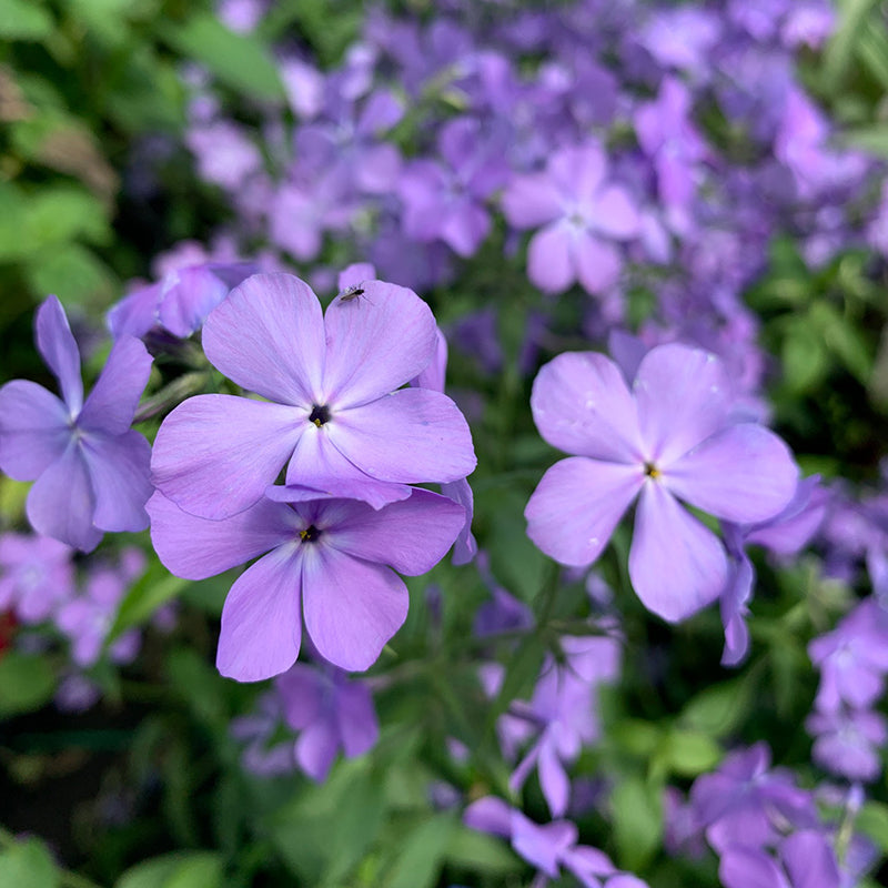 Azurri Blue Satin® Rose of Sharon - PlantingTree