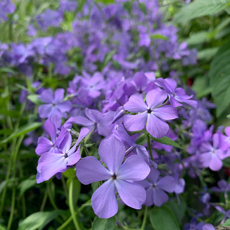 Azurri Blue Satin® Rose of Sharon - PlantingTree