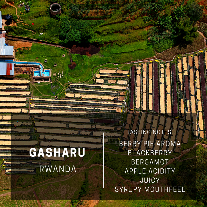 Rwanda Gasharu