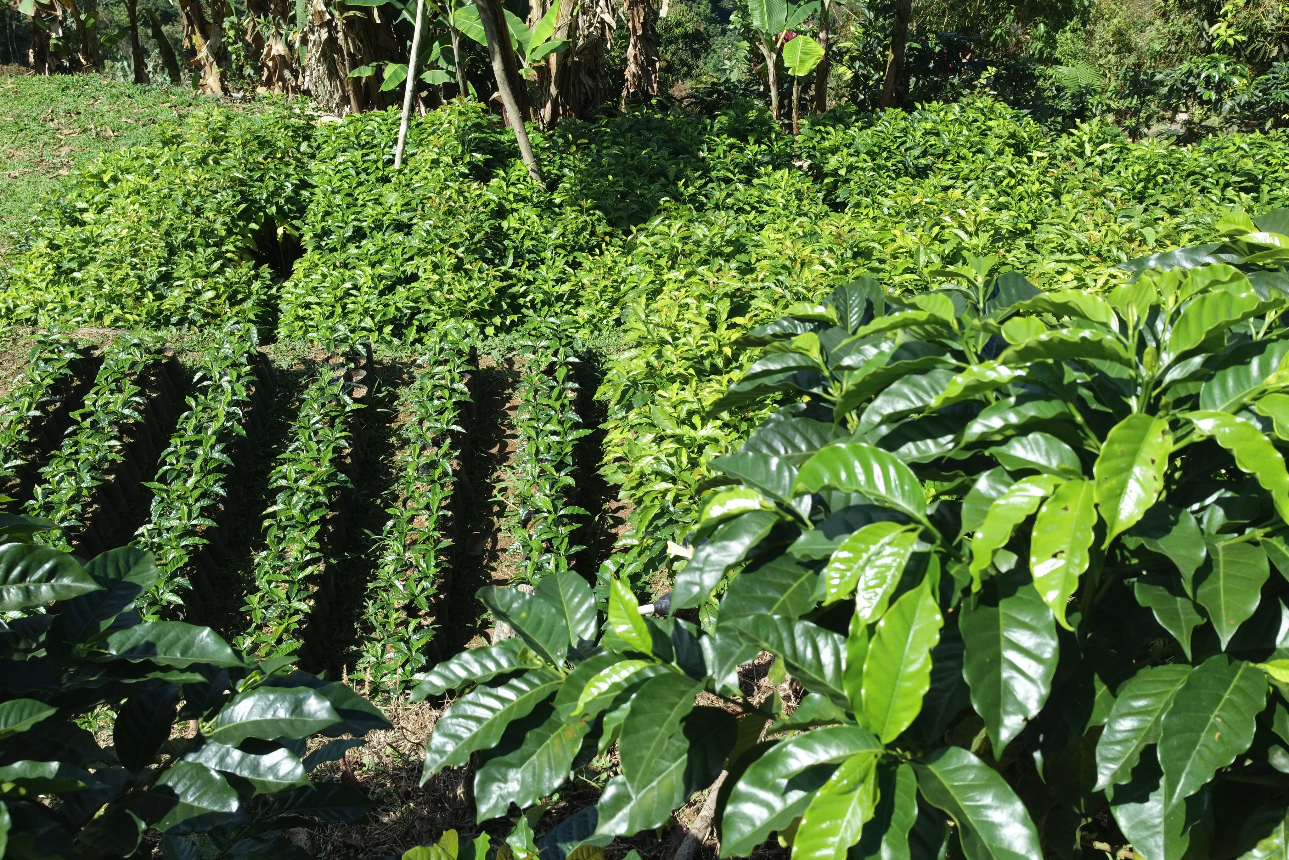 Bolivia As A Coffee Producing Country Drop Coffee