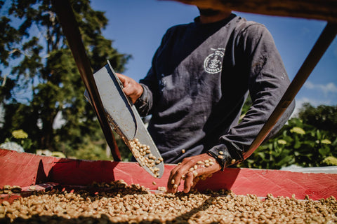 Drop Coffee Don Mayo Costa Rica 