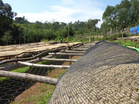 Hunkute, Drying beds, Drop Coffee 