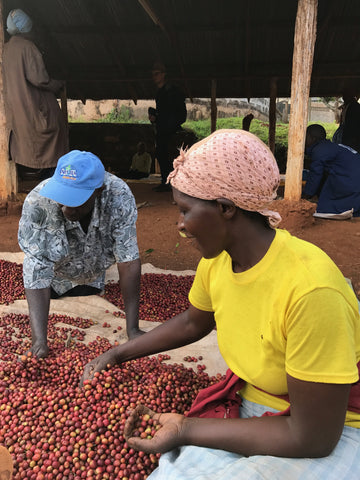 Cherry sorting, Nyeri. Drop Coffee, December 2016.