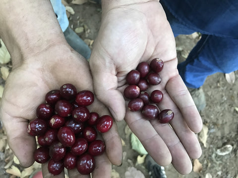 Los Andes varietals Drop Coffee