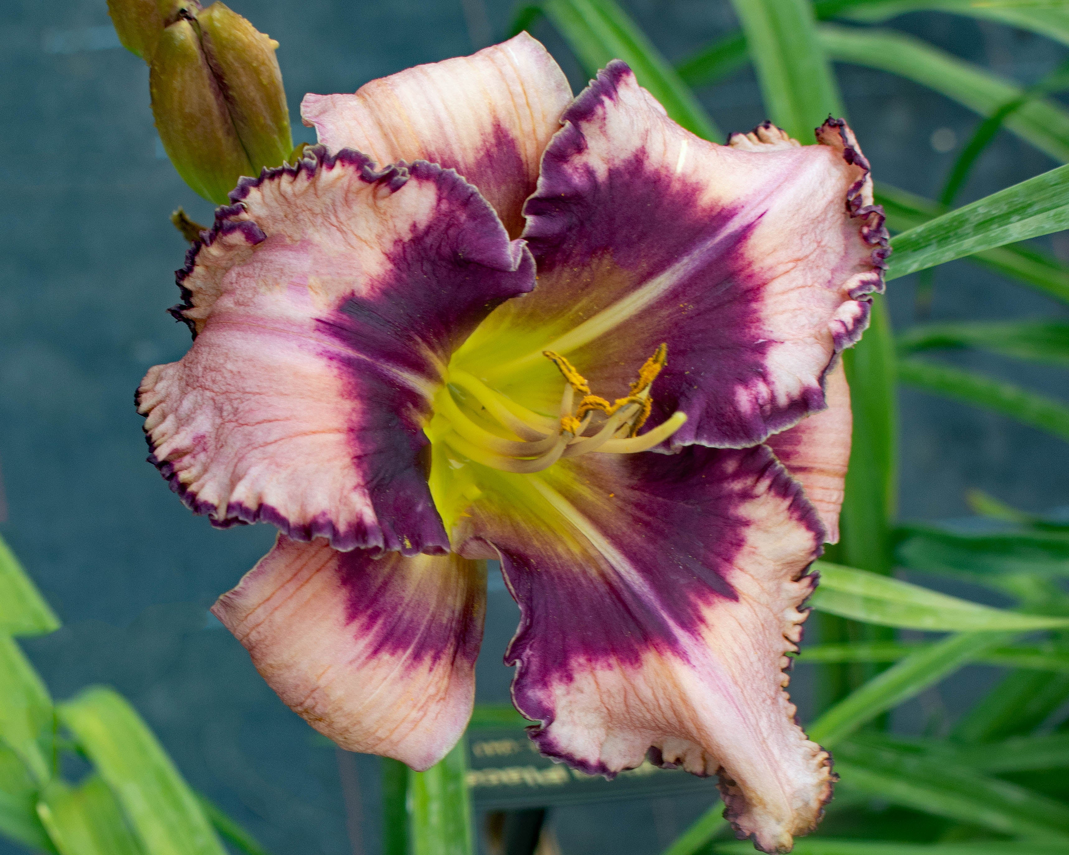 Hemerocallis Hiding Place