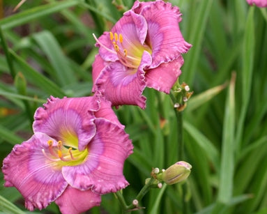 Lavender-Blue-Baby-roycroft_web.jpg?v=15