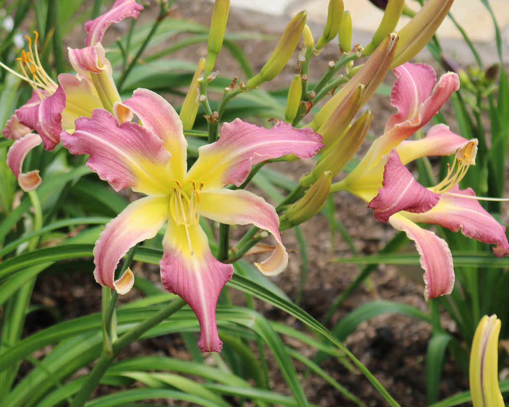 the-bird-is-the-word-daylily