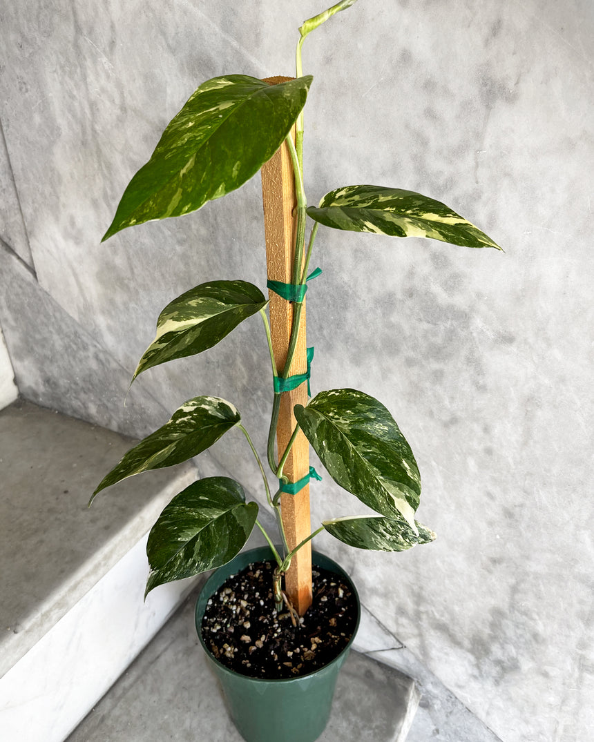 Pothos Scindapsus retombant 25cm x D15