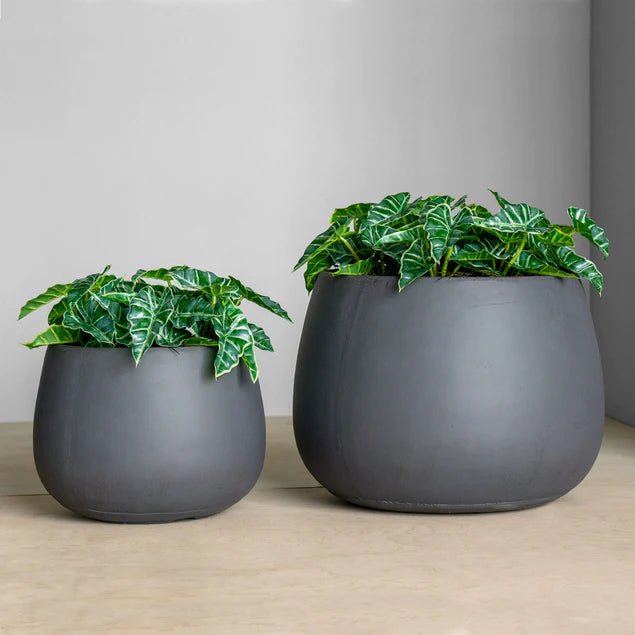  Alocasia In Puddle Planter Set Of 2 By Gold Leaf Design Group 