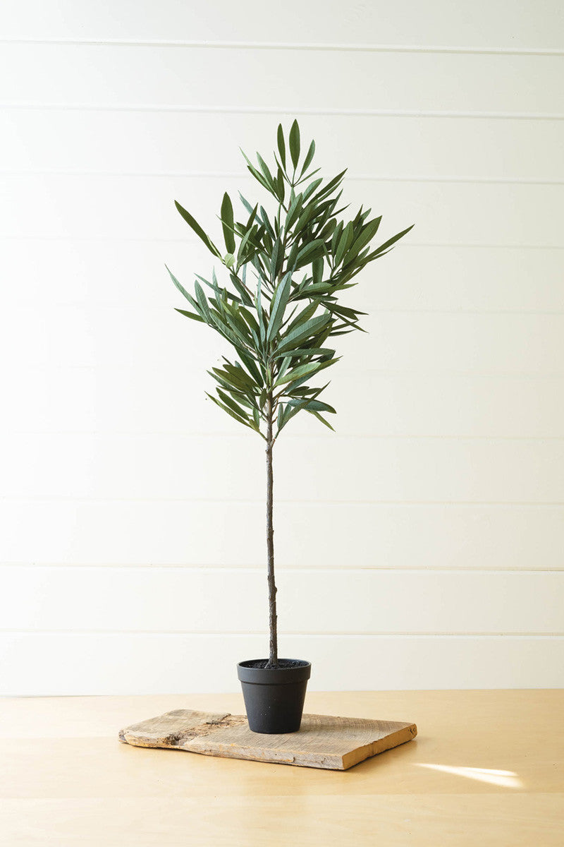  Eucalyptus Tree In A Black Pot By Kalalou 